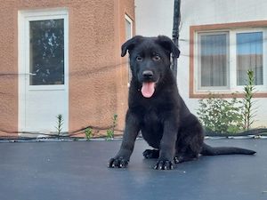 femela ciobanesc german negru -parinti cu pedigree - imagine 2