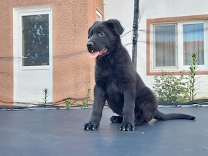 femela ciobanesc german negru -parinti cu pedigree - imagine 3