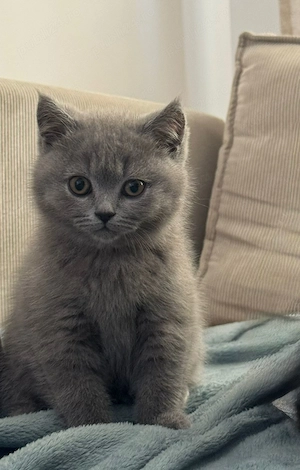Pisicuța British Shorthair Cauta Familie