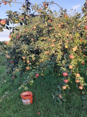 Palincă mix de fructe