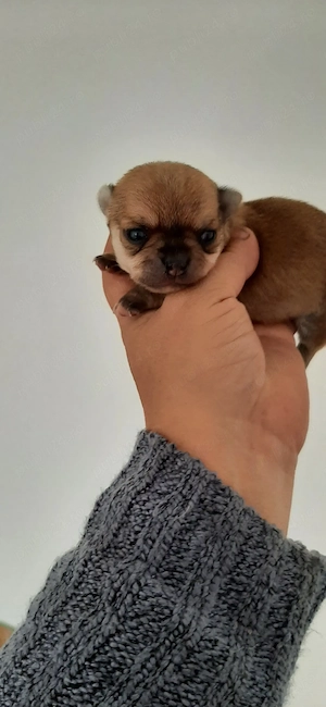 Bebe Chihuahua cauta familie - imagine 2