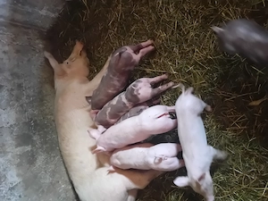 Purcei pietrain de 6 săptămâni 