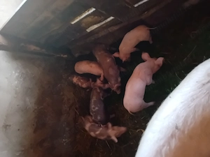 Purcei pietrain de 6 săptămâni  - imagine 3