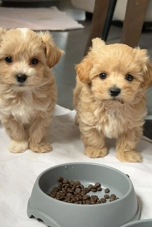 Maltipoo Apricot Băiat și Fetiță 