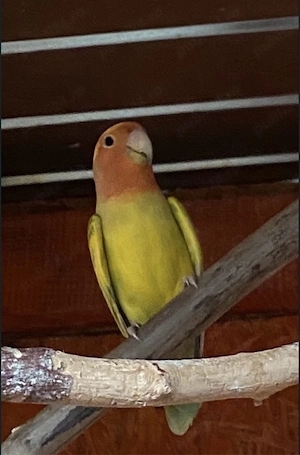 mascul agapornis