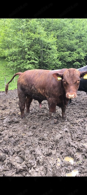 Taur Angus