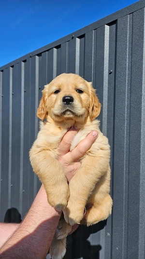 golden retriever 