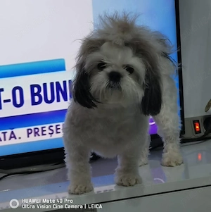 puiuti shih tzu superbi