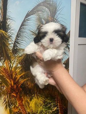 puiuti shih tzu superbi - imagine 4
