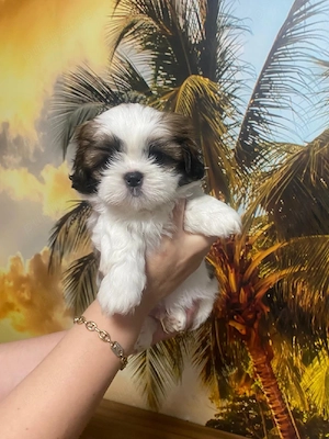 puiuti shih tzu superbi - imagine 2