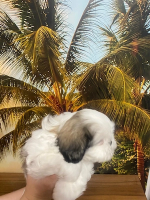 puiuti shih tzu superbi - imagine 5