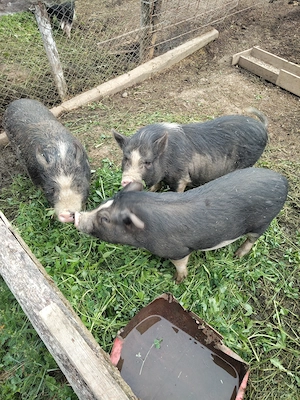 Porci purcei vietnamezi de vânzare  - imagine 3