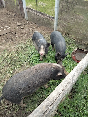 Porci purcei vietnamezi de vânzare  - imagine 4