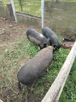 Porci purcei vietnamezi de vânzare 