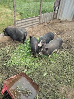 Porci purcei vietnamezi de vânzare  - imagine 2