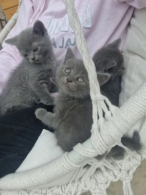 British Shorthair Blue  - imagine 2