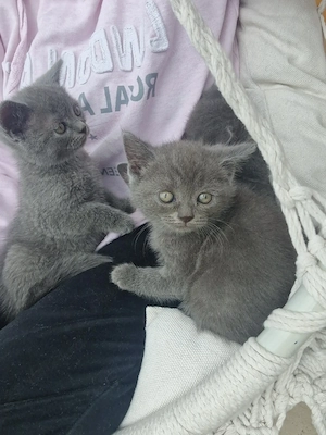 British Shorthair Blue 