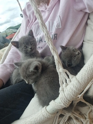 British Shorthair Blue  - imagine 4