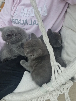British Shorthair Blue  - imagine 3