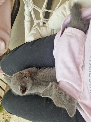 British Shorthair Blue  - imagine 5
