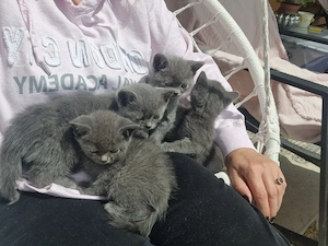 British Shorthair Blue  - imagine 7