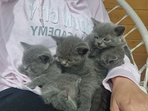 British Shorthair Blue  - imagine 8
