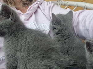 British Shorthair Blue  - imagine 6
