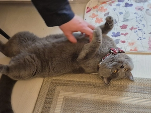 vand pisică british shorthair  - imagine 2
