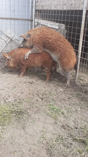 Porci mangalița 
