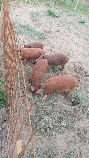 Porci mangalița  - imagine 2