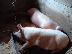 Porci de vânzare 