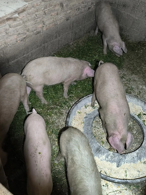 vând șoldani 
