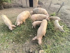 vând porci 