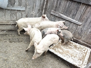 porci de vanzare