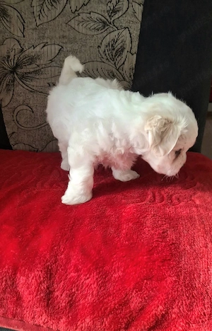 Pui de bichon 