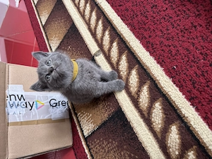British Shorthair 4 pufosenii