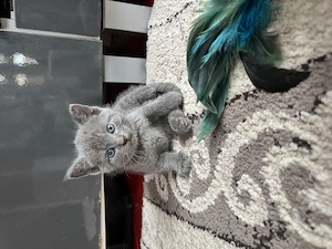 British Shorthair 4 pufosenii