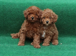 Vand pui Pudel ( Canis,Barboncino ) toy rosu si apricot