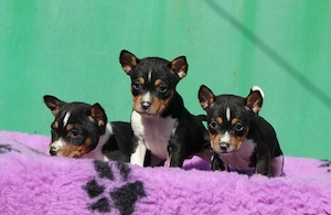 Vand pui Basenji - imagine 5