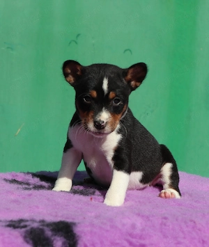 Vand pui Basenji