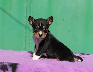 Vand pui Basenji - imagine 3