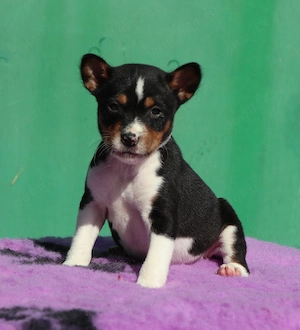 Vand pui Basenji - imagine 2