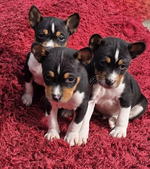 Vand pui Basenji - imagine 4