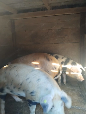 Vand porci si purcei 10 saptamani