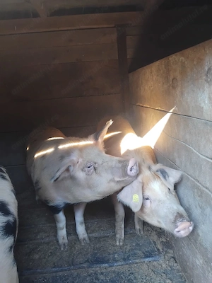 Vand porci si purcei 10 saptamani - imagine 2