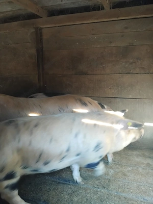 Vand porci si purcei 10 saptamani - imagine 4