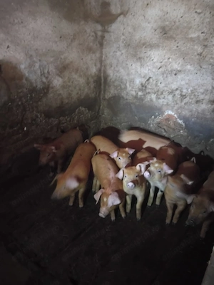 Vand porci si purcei 10 saptamani - imagine 3