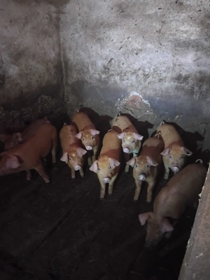 Vand porci si purcei 10 saptamani - imagine 5