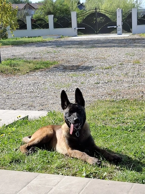 Pui Belgian Malinois - 4 luni complet vaccinat- micricipat - imagine 3