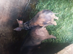 de vânzare porci aproximativ 45kg